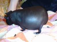 my pregnant guinea pig, she`s like mini hippo