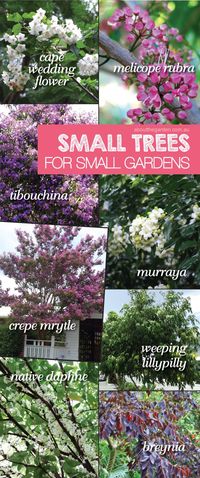 Small trees in small gardens – About The Garden Magazine