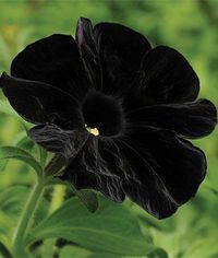 the Goth flower.