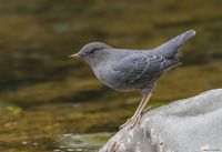 American Dipper, a bird I've always longed to see in person!