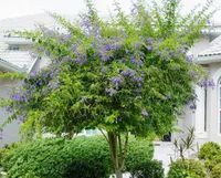 Florida Golden Dewdrops Attract Butterflies Year Round - ArtisTree ArtisTree