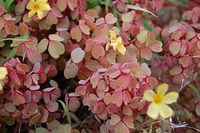 Oxalis 'Sunset Velvet' is welcome in any garden - SFGate planted May 2019