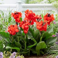 Cannasol Happy Carmen Canna Lily is compact, fiery and full of punch. This canna is a versatile, heat and humidity tolerant addition for borders, containers or ponds edge. Clusters of red flowers attract hummingbirds, and with deep green tropical foliage thats bred to stay very compact, Cannasol Happy Carmen Canna Lily provides a vertical accent without too much legginess. Full sun moisture lover. Virus-free. (Canna)