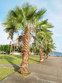 Washingtonia robusta Mexican Fan Palm 200 - 2,500 seeds Zone: 9-11 Grows To: 50-100 ft. The 'skyscraper of the palm world'. Big, native to the Baja and Sonora deserts and planted widely in California, Arizona, Florida and elsewhere. Also know as Washington Palms. Mexican Fan Palms need plenty of sun and will tolerate dry soils and drought. It is fairly salt-resistant and fast-growing. An excellent urban planting for larger areas. How To Start These Seeds: Scarification: Soak in water, let stand