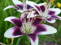 Growing Lilies - How to Plant & Care for Lily Flowers - Garden Design