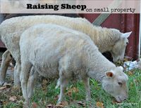 Raising Sheep on Small Property