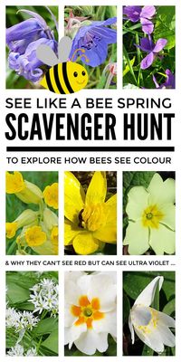 Learn to see like a bee with this lovely spring flower scavenger hunt for kids which makes a great outdoor & forest school plant science activity. By finding different early spring flowers on this nature hunt children from preschool & kindergarten through to middle school can learn how bees see colour - they don't see red but can see ultra violet - and through this learn about the colour spectrum and light waves. #plantscienceactivity #forestschool #springscavengerhunt #plantscienceexper