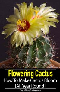 Cactus Flower we share tips to help create the right environment to help desert and holiday cacti bloom. Enjoy beautiful, interesting cactus blossoms.