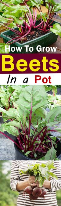 Growing Beets in Containers is easy. This quick growing vegetable doesn't require much care and perfect for beginner container gardeners.