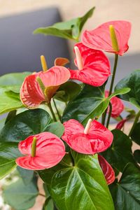 Anthurium : le guide d’entretien [100% de réussite] | Détente Jardin