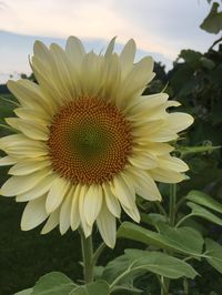 White Sunflower (Helianthus) 🌻