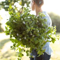 Apple of Peru – Floret Flower Farm