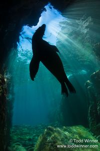 Sea Lion silhouette www.flowcheck.es Taller de equipos de buceo #buceo #scuba #dive