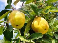 Quince Care – Tips On How To Grow A Quince Tree