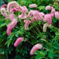 Japanese Bottlebrush