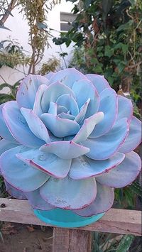 Dica rápida para echeveria GILA