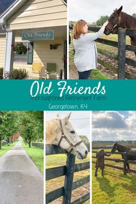 Old Friends - A Thoroughbred Retirement Farm (and how THIS changed my view of Horse Racing forever)