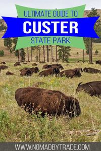 Don't miss these 7 amazing things to do in Custer State Park! Check out the scenic drives, where to see the famous bison, where to stay, and more! It's the perfect day trip from Mount Rushmore. #USAn #SouthDakota