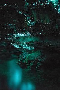 The Waitomo Glowworm Caves are a must see on any trip to New Zealand. They are INCREDIBLE! Click through to read the full post!