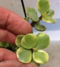 Portulacaria Afra Variegata 'Variegated Elephant Bush' with variegated green and yellow leaves