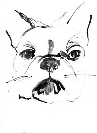 Frenchbull dog sketch.  www.carolinetomlinson.com