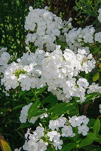 David summer phlox (Phlox paniculata 'David') is covered with fragrant white flowers from midsummer through fall on a plant featuring the most disease- resistant foliage of any of the white-flowered cultivars. Flowering height slightly exceeds 3 feet tall, and this phlox spreads to about 16 inches. Plant in full sun, in moist, well-drained soils, and avoid excessive fertilization. 'David' was awarded the Perennial Plant of the Year award by the Perennial Plant Association in 2002.