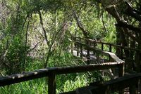 Rice Field Board Walk - Sea Pines Forest Preserve - Hilton Head Island South Carolina