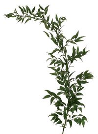 Italian ruscus