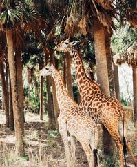 Best photo spots at Disney's Animal Kingdom in Orlando, Florida: from safaris to the savanna and beyond #animalkingdom#safari #waltdisneyworld #disneyparks#photographytips