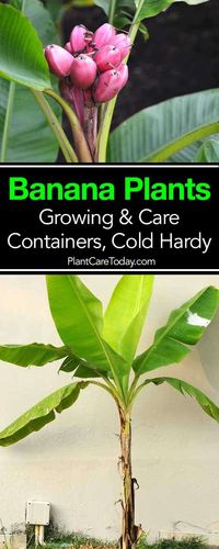 How To Grow and Care For Banana Tree Plant