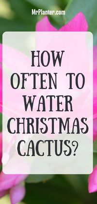 Learn how often you need to water your Christmas cactus