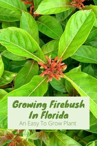 Growing-Firebush-in-florida-pinterest