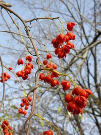 Celastrus scandens - Bittersweet: Available at Prairie Moon Nursery