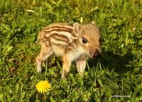 Unser Findelkind Obelix im Sommerlook – Flower Power! Tierpark, Wildpark, Wild- und Freizeitpark, Allensbach, Schwazwild, Wildschwein, Tierbaby, Blumen, Natur, Wiese, Deko, Schwein, Bodensee, Frischling