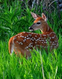 Fawn