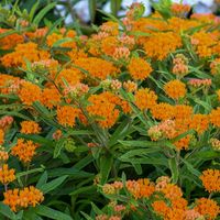 Orange Milkweed (Asclepias tuberosa) boasts juicy, bright orange blooms that attract pollinators all summer long. Clusters of flowers are held upright on strong stems, serving nectar and pollen on a silver platter. Not only does it cater to Monarchs, but it is frequently visited by Black and Zebra Swallowtails, Sleeping Orange, Fritillary butterflies, and much more. The blooms last for over three months, and when they finish, crescent-shaped seed pods take their place. Milkweeds, including Orang