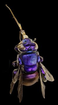 Orchid bees are beautifully iridescent and live in tropical rainforests. The US Forest Service calls them one of the the world’s “most flamboyant bees.” USGS Bee Inventory and Monitoring Lab