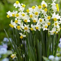 Buy tazetta daffodil bulbs Narcissus Canaliculatus: £5.99 Delivery by Crocus