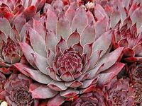 Sempervivum 'Virgil'