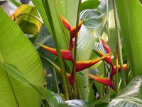 heliconia bihai banana split - Google Search