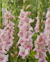 Gladiolus 'Adrenalin' er en betagende tilføjelse til enhver have med sine yndefulde, lyserøde blomster, der prydes af dybere pink nuancer i centrum. Disse blomster, der blomstrer fra juli til september, troner på slanke stængler, som kan nå en højde på op til 120 cm, hvilket skaber et imponerende syn i sommermånederne