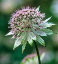 Astrantia major 'Buckland'