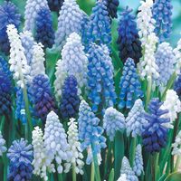 Grape Hyacinth Mix Super Bag provides masses of miniature bell-shaped florets each spring. The blooms resemble clusters of grapes in pale blues, cobalt's, violets and the deepest of blues, mixed with white. Each mid-spring season, the flowers will readily multiply in abundance, creating a wonderful carpet of color in your sunny beds and borders.