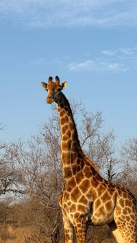 #safari #southafricatravel #kruger #giraffe #travel #wildlife #wildlifephotography #adventure 