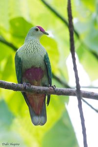 Red-bellied Fruit-Dove - eBird