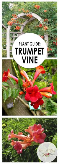 Plant Guide: Trumpet Vine — Bees and Roses. Gardening tips and hacks.