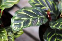 How to Care for Calathea, a Striking Houseplant That Doubles As Décor