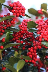 Buy Dwarf Burford Holly | FREE SHIPPING| Wilson Bros Gardens | 1 Gallon Pot for sale