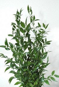 Italian Ruskus | Feb 28 | Italian ruscus, Wedding flowers ...