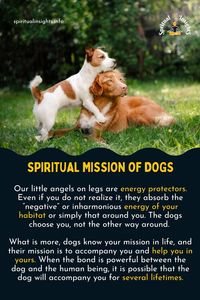 Dogs have a very interesting and very intense spiritual meaning for your life! Read More: #spiritualinsights #spiritualmeaning #spiritualmessage #spiritualmessages #spiritualsigns #dogsmeaning #dogsmission